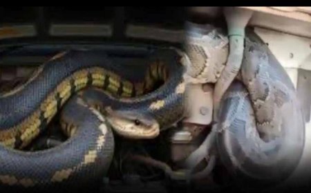 यूपी से विहार तक अजगर ने किया सफर जब पता चला तो ड्राइवर के उड़ गए होश