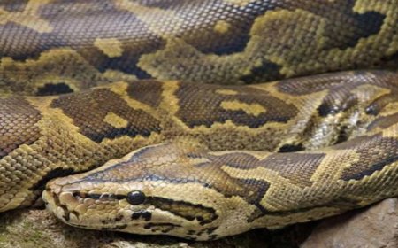 देवरिया जिले के ग्राम चुरिया मे ग्रामीणो ने पकड़े दो अजगर