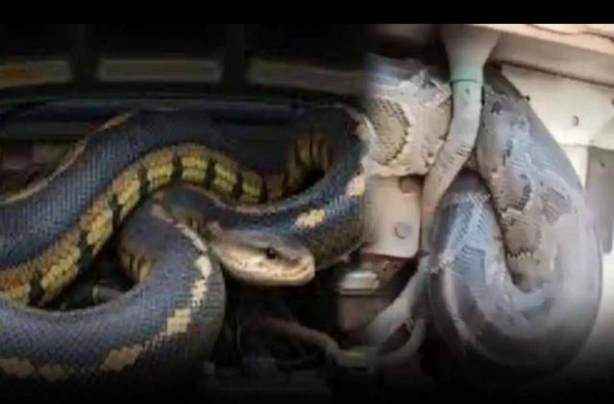 यूपी से विहार तक अजगर ने किया सफर जब पता चला तो ड्राइवर के उड़ गए होश