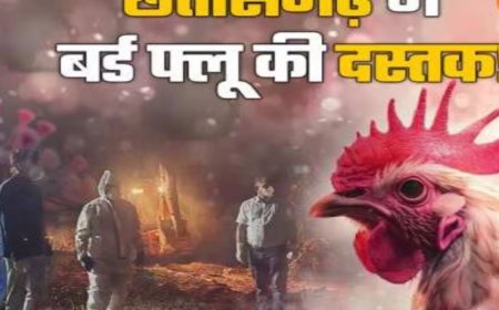बर्ड फ्लू का प्रकोप, 17 हजार मुर्गियों- बटेरों को मारा गया
