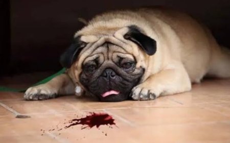 खून की उल्टी करने वाली बीमारी ' पार्वो वायरस, से ग्रसित कुत्ते पहुंच रहे हैं अस्पताल