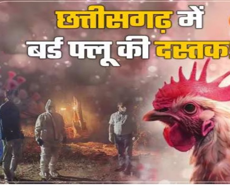 बर्ड फ्लू का प्रकोप, 17 हजार मुर्गियों- बटेरों को मारा गया