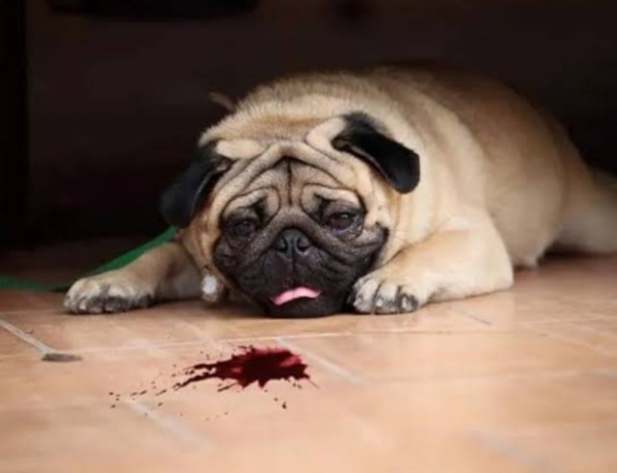 खून की उल्टी करने वाली बीमारी ' पार्वो वायरस, से ग्रसित कुत्ते पहुंच रहे हैं अस्पताल