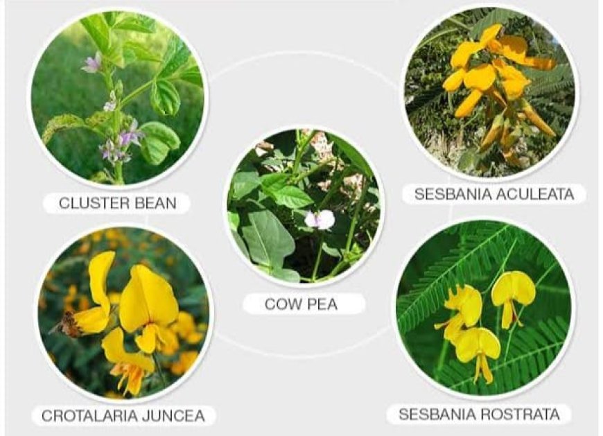 खाली पडी कृषि भूमि पर हरी खाद के रुप में ढैंचा, उर्द, मूंग उगाना है उत्तम विकल्प 