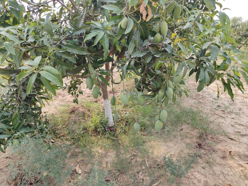 सही तैयारी और समय पर देखभाल से लहराएगी आम की फसल