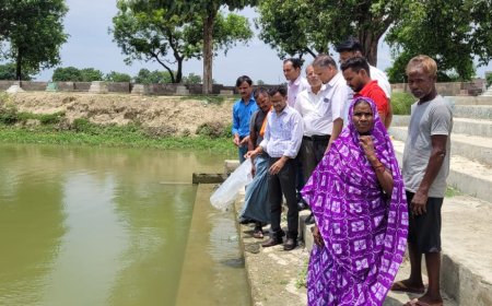 मच्छरों के लार्वा नष्ट करने को सिंधुआ तालाबों में डाली गई गम्बूजिया