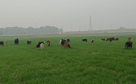 छुट्टा पशुओं से गांव के किसान परेशान सैकड़ों एकड़ फसल हो रही हैं तबाह