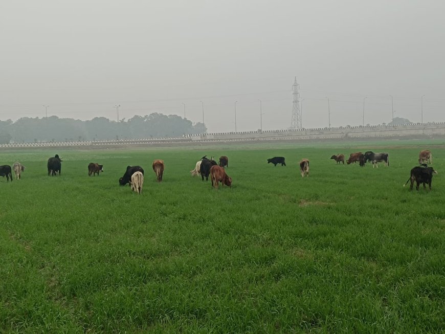 छुट्टा पशुओं से गांव के किसान परेशान सैकड़ों एकड़ फसल हो रही हैं तबाह