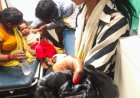 देवरिया में 18 माह के मासूम ने सांप के बच्चे को काटा, हालत बिगड़ने पर गोरखपुर मेडिकल कॉलेज रेफर